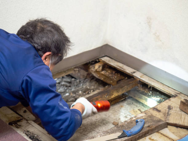 Best Office Mold Removal Services  in Bloomingdale, GA