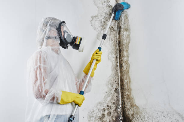 Best Certified Mold Removal  in Bloomingdale, GA
