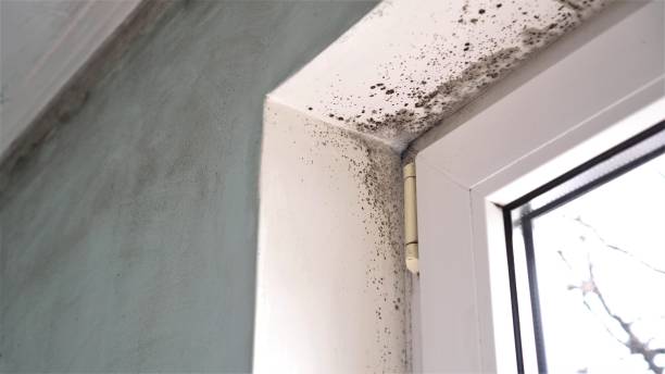 Best Professional Mold Removal  in Bloomingdale, GA