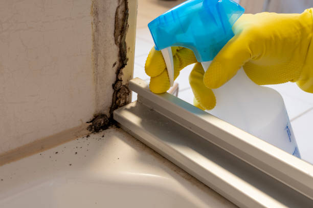 Best Toxic Mold Removal  in Bloomingdale, GA