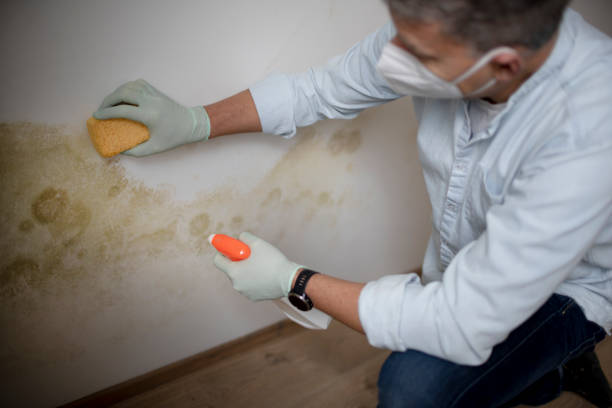 Best Attic Mold Removal  in Bloomingdale, GA