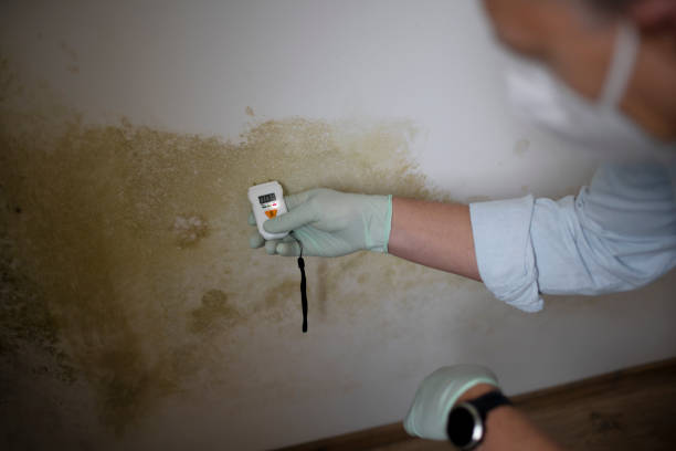 Best Commercial Mold Removal  in Bloomingdale, GA