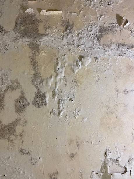 Best Home Mold Removal  in Bloomingdale, GA