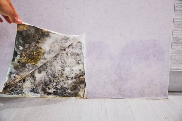 Best Mold Damage Repair  in Bloomingdale, GA